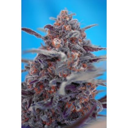 Featured Image of Devil Cream Auto