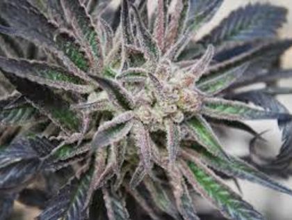 Featured Image of Peyote Purple