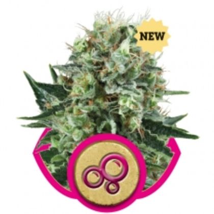 Featured Image of Bubble Kush