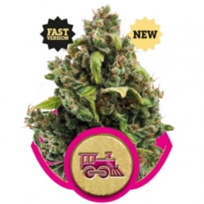 Featured Image of Candy Kush Express Fast