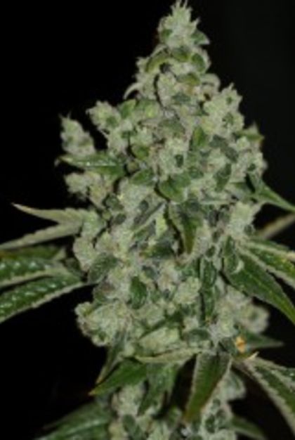 Featured Image of Ultra Sour