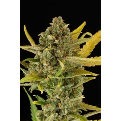 Featured Image of Critical Cheese