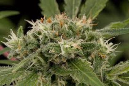 Featured Image of Strawberry Amnesia