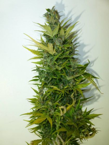 Featured Image of Lemon Haze Autoflowering