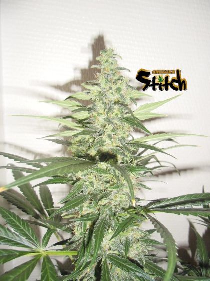Featured Image of Diesel Haze Autoflowering