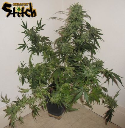 Featured Image of Russian Haze Autoflowering