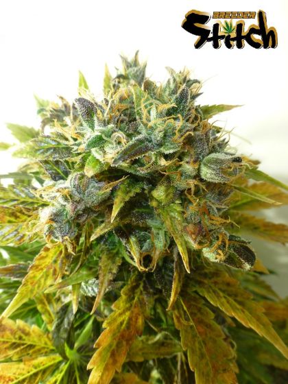 Featured Image of Stardust Autoflowering