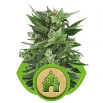 Featured Image of Royal Kush Automatic
