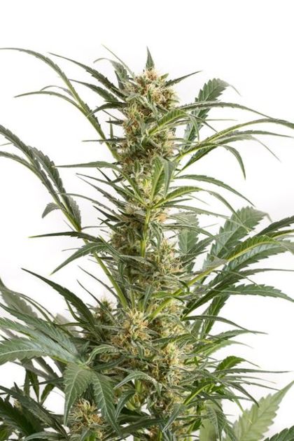 Featured Image of Amnesia Xxl Autoflowering