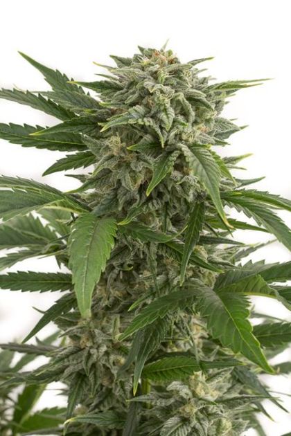 Featured Image of Bubba Kush Autoflowering