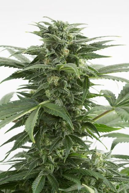 Featured Image of Haze Xxl Autoflowering