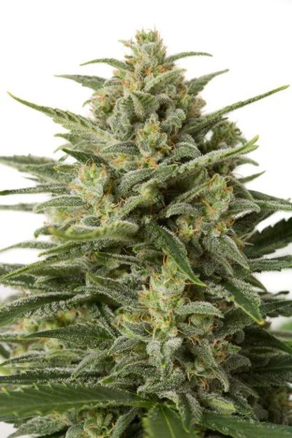 Featured Image of White Widow Xxl Autoflowering