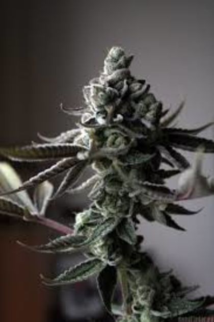 Featured Image of Sin Mint Cookies