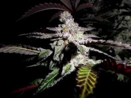 Featured Image of Platinum Delights