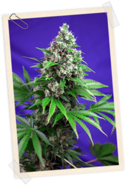 Featured Image of Killer Kush Fast Version