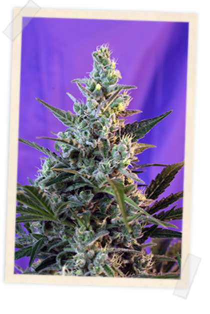 Featured Image of Sweet Skunk Fast Version