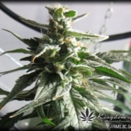 Featured Image of Bc Gold