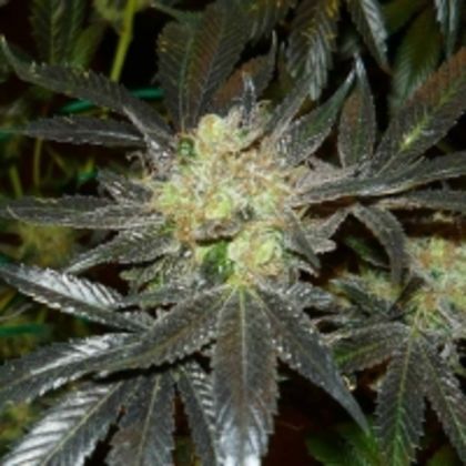 Featured Image of Early Bubba Kush