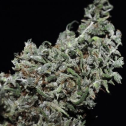 Featured Image of Hoa Bac Silver Flower