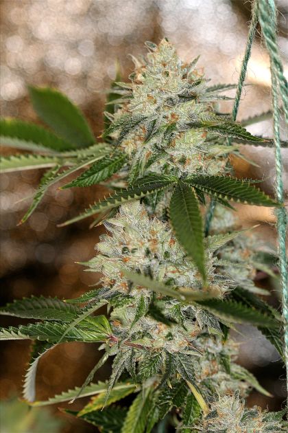 Featured Image of Nightmare Og