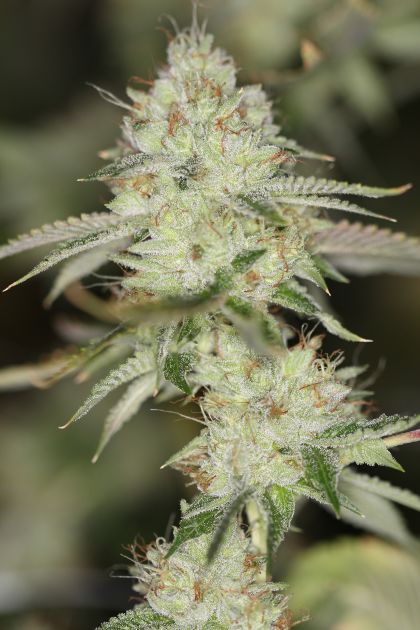 Featured Image of Nightfire Og