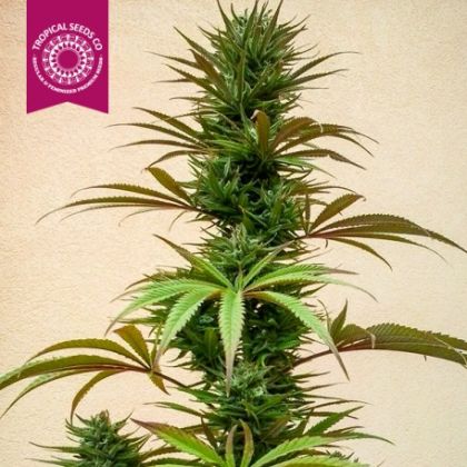 Featured Image of Hazey High