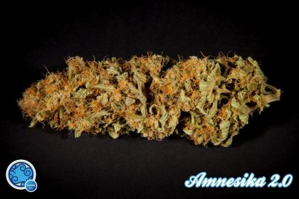 Featured Image of Amnesika 2.0