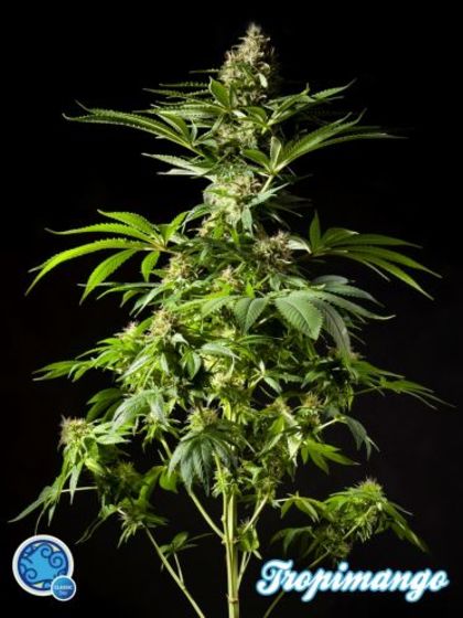 Featured Image of Tropimango
