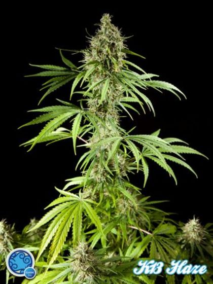 Featured Image of Easy Haze