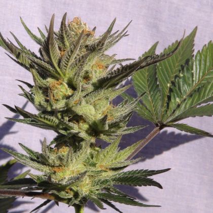 Featured Image of Gypsy Kush (Faraona)
