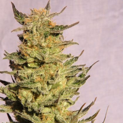 Featured Image of Kreamy Karamel (Karamelo)