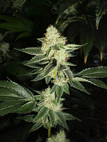 Featured Image of Louis Xiii Og