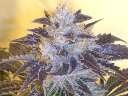 Featured Image of Grape Og