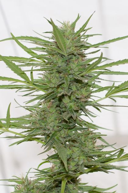 Featured Image of Dedoverde Haze Auto