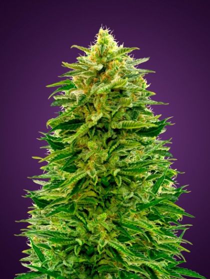 Featured Image of Auto Amnesia