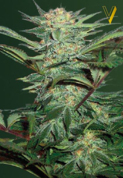 Featured Image of Auto White Widow
