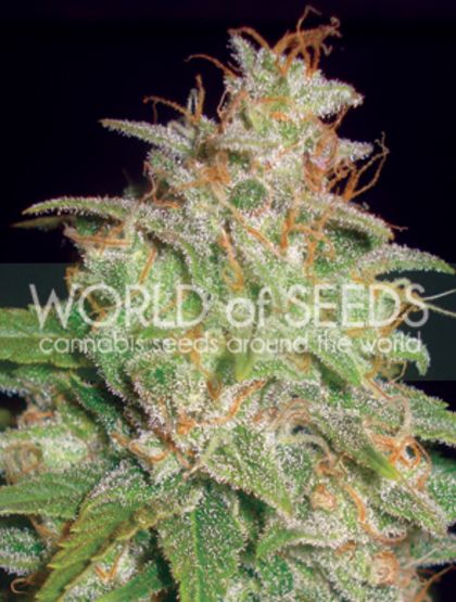 Featured Image of Mazar X White Rhino