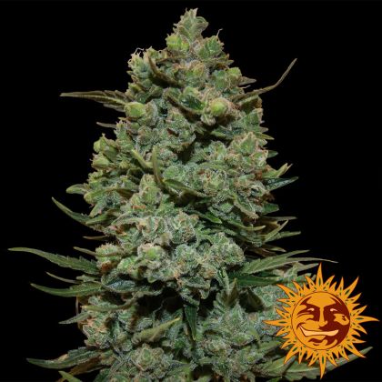 Featured Image of Cookies Kush