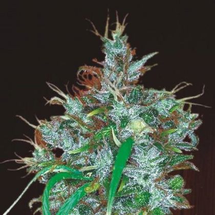 Featured Image of Panama Haze