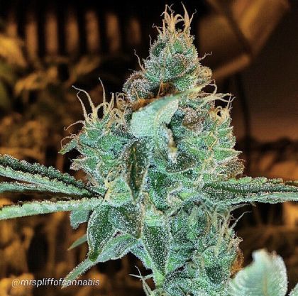 Featured Image of Aloha Grape Stomper