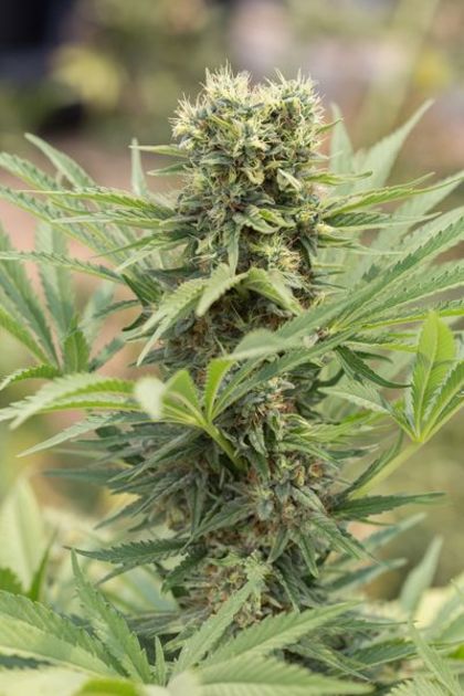 Featured Image of Dedoverde Haze