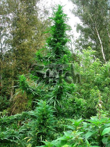 Featured Image of Doctor Shiva Superauto