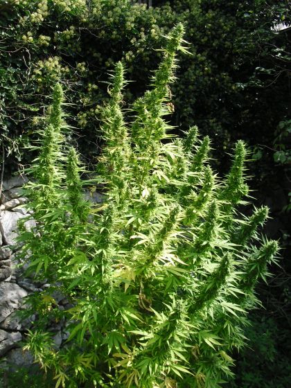 Featured Image of Critical Chaze Superauto