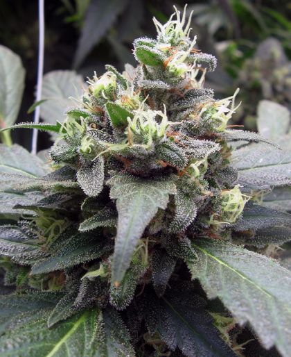 Featured Image of Bc Mango