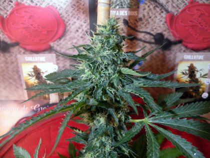 Featured Image of Sativa Des Rois