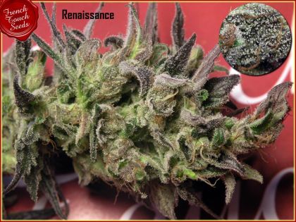 Featured Image of Renaissance