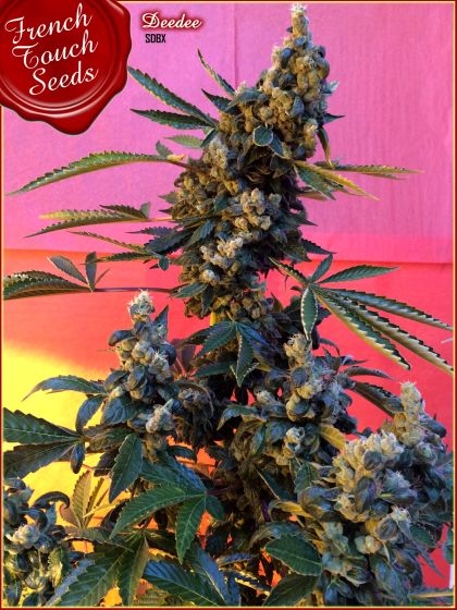 Featured Image of Deedee Bx1