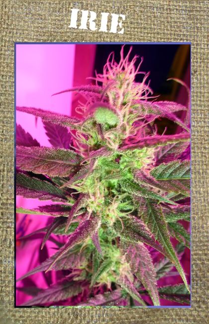 Featured Image of Irie