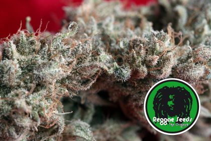 Featured Image of O'Haze Red