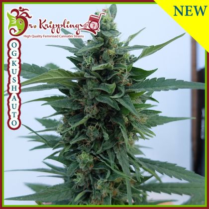 Featured Image of Og Kush Auto